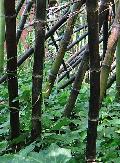 Phyllostachys nigra, Black bamboo