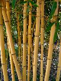 Phyllostachys bambusoides Allgold