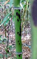 Phyllostachys bambusoides Tanakae, Leopard bamboo