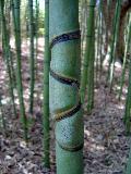 Tortoise Shell Nodes - Golden Bamboo