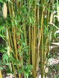 'Temple' Bamboo, Semiarundinaria fastuosa