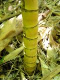 Phyllostachys aurea Holochrysa, 'Golden Golden' bamboo closeup