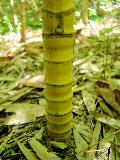 Phyllostachys aurea Holochrysa, 'Golden Golden' bamboo, short internodes