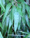 Dwarf bamboo, Indocalamus tessellatus leaves