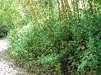 Dwarf bamboo, Shibataea kumasaca planting