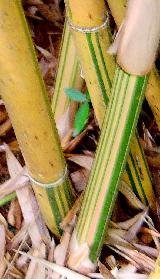 Clumping bamboo, Bambusa multiplex 'Alphonse Karr' striped culms