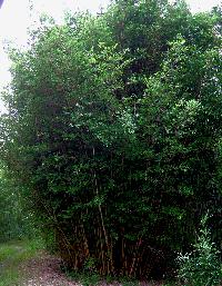 Clumping bamboo, Bambusa multiplex 'Alphonse Karr' mature