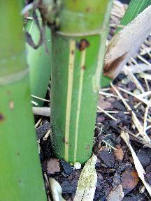 Clumping bamboo, Bambusa multiplex 'Silverstripe', double striped culm