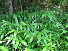 Sasa palmata