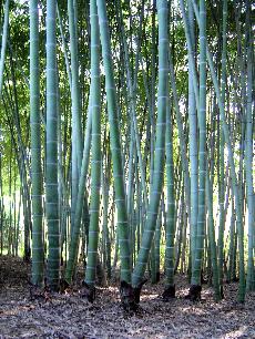 Phyllostachys edulis - Moso bamboo grove closeup