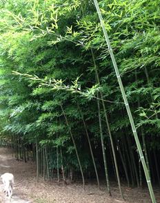 Moso bamboo organic fertilization