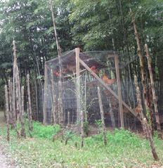 Organic fertilization bamboo shoots