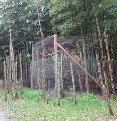 Organic fertilization bamboo shoots