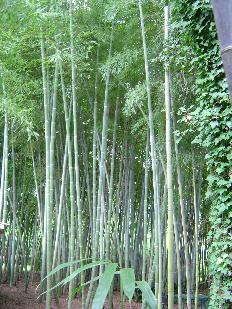 Phyllostachys edulis, Moso bamboo small grove