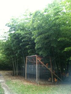 Organic fertilization - after photo, Moso Bamboo