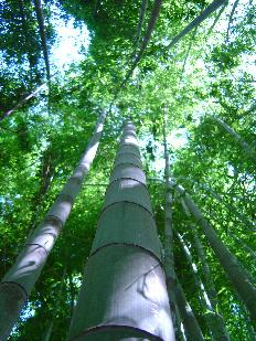 Phyllostachys edulis - Moso bamboo