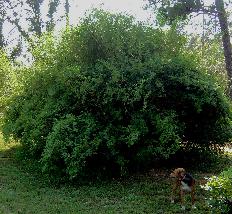 Clumping bamboo, Bambusa multiplex 'Riviereorum' (Chinese Goddess)