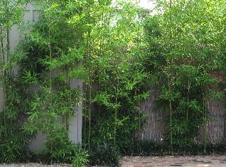 1 year later - shed / generator bamboo screening - Pleioblastus amarus