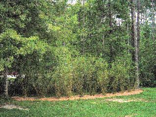 A living 'clumping' bamboo fence - Bambusa multiplex 'Riviereorum' - at installation
