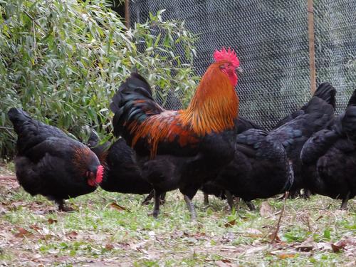French Black Copper Marans