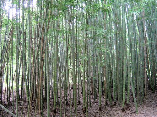 Phyllostachys edulis 'Moso' bamboo grove large grove