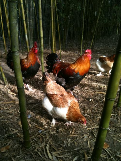 Wheaten Marans, Temple Bamboo, Organic Fertilization
