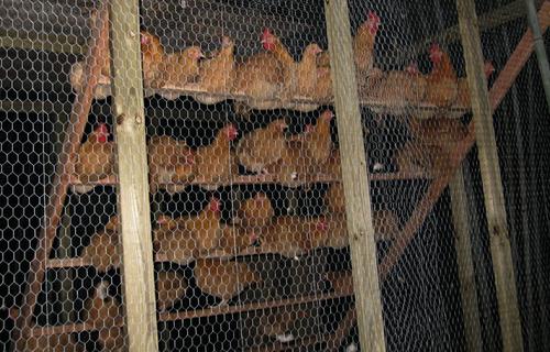 Organic Fertilization, Buff Orpingtons