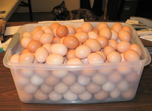Farm Fresh Eggs