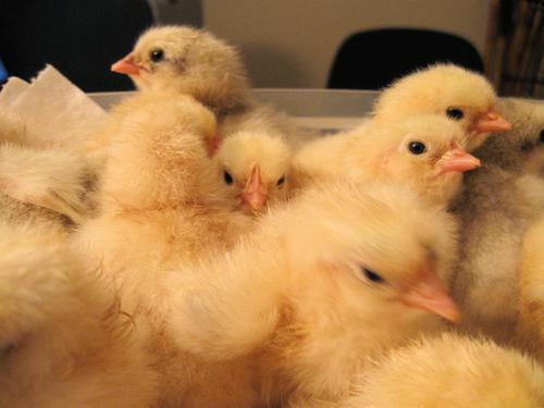 Wheaten Marans chicks