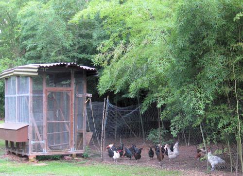 Organic Fertilization, Black Star, Moso Bamboo