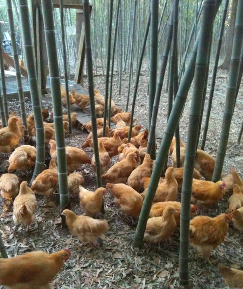 Organic Fertilization, Buff Orpingtons, Moso Bamboo