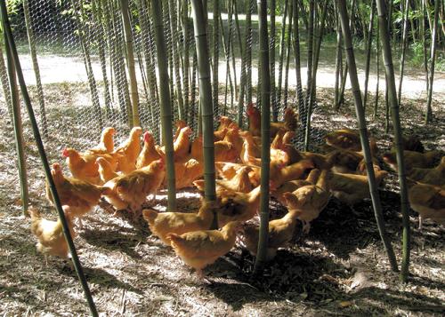 Buff Orpingtons, Organic fertilization, Moso Bamboo