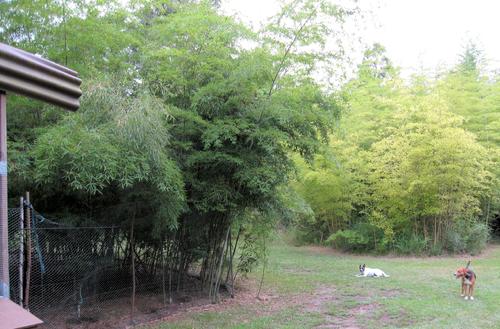 Organic Fertilization, Moso Bamboo