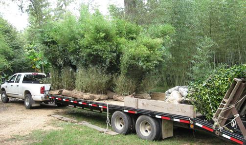 Bamboo Delivery