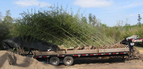 Bamboo Delivery